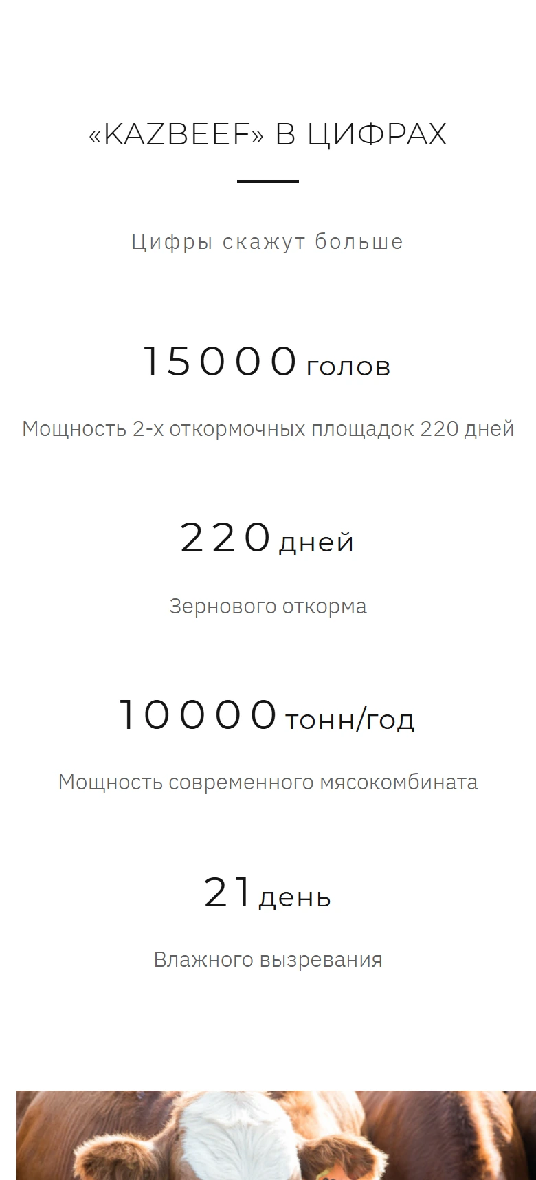 Мобильный экран Kazbeef